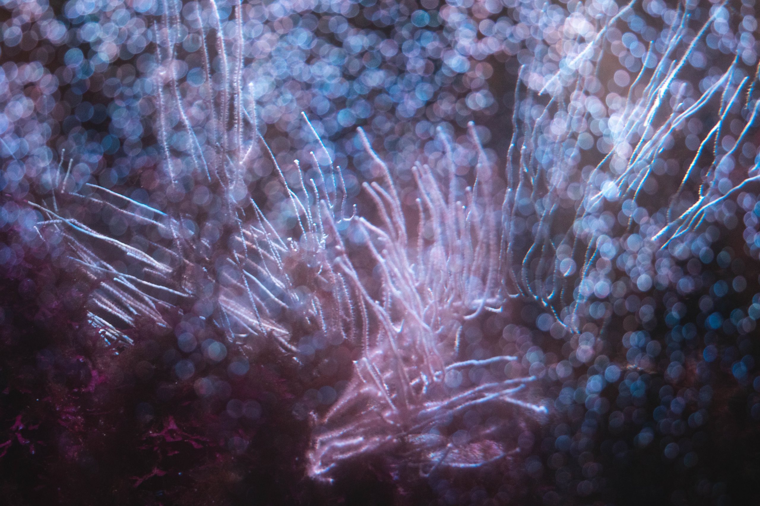 Benefits of Coral Calcium The Ecology of Coral Coral LLC