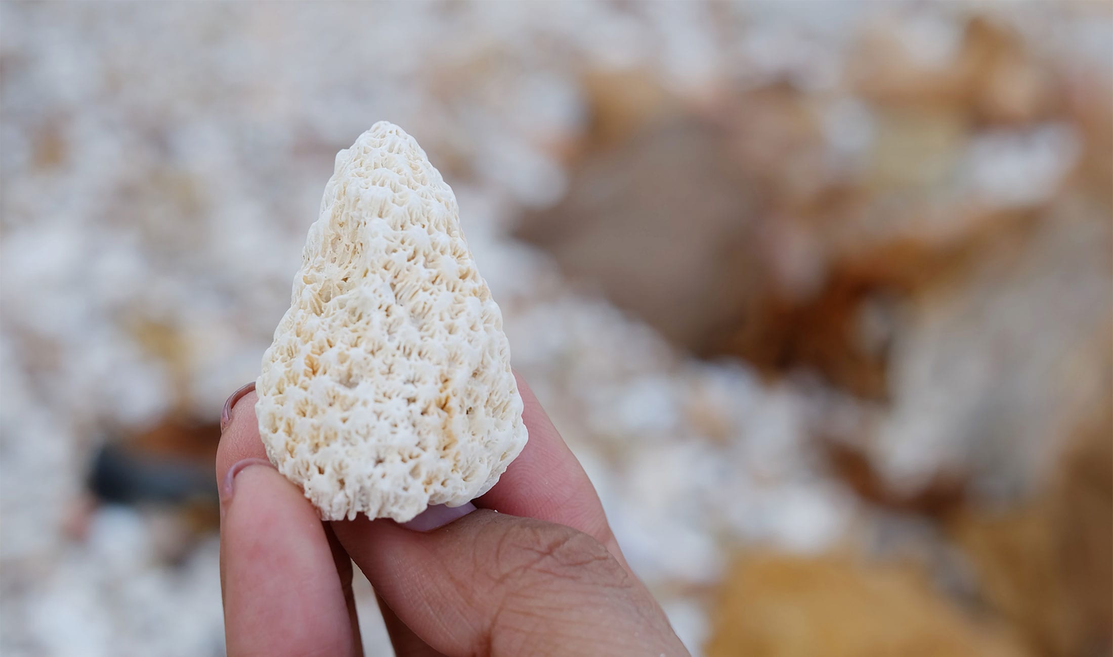 Coral Calcium Benefits SMART Calcium Shopper Coral LLC