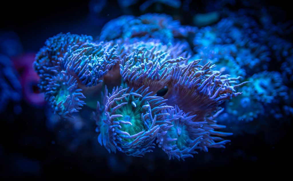 Coral Calcium Purity: Beyond FDA Regulations