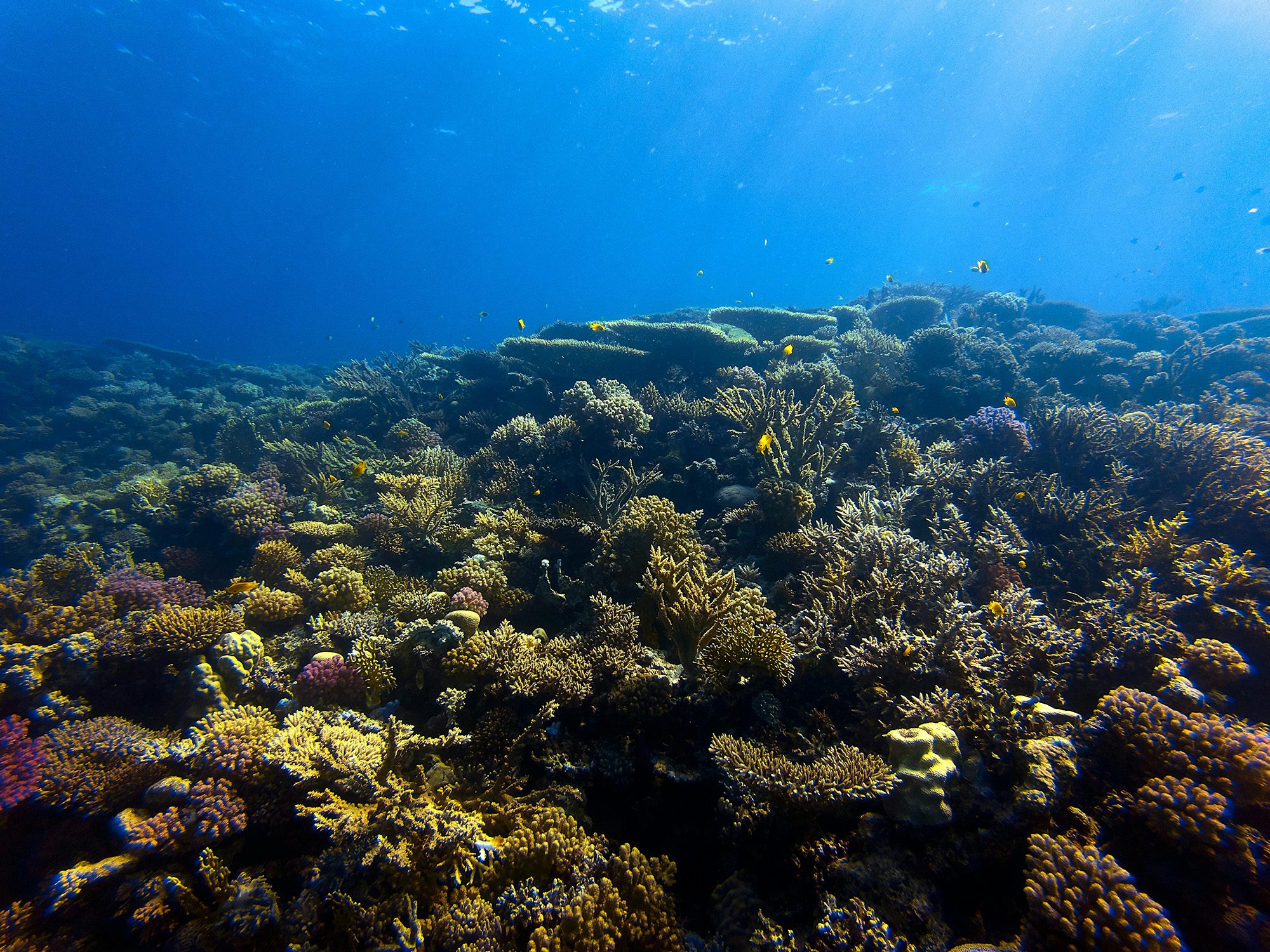 Underwater Coral